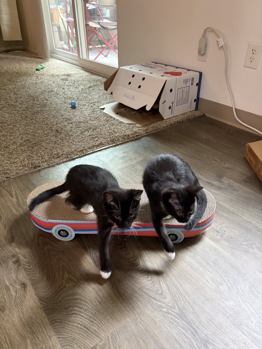 StewStunner's tweet photo. Just when I got into cats Jackson Galaxy gets into juicing. It’s ok, I can be a #catdaddy . Meet Marvel and Mystique our 12 week old adopted twins. #kittens https://t.co/sVcQtygTox