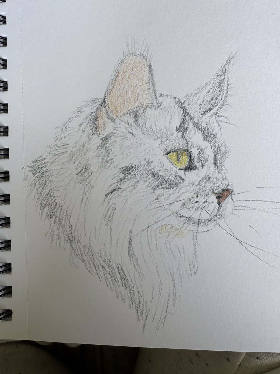 aspenisoffline's tweet photo. little drawings of my cats :3 soso fun https://t.co/xpIqajXBml
