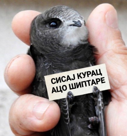 𝙰𝚗𝚊 𝙼𝚊𝚗𝚓𝚊𝚗𝚊 tweet media