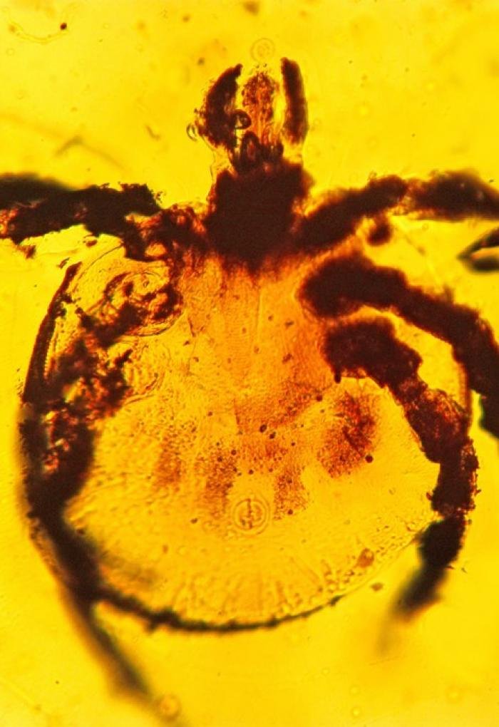 IanCopeland5's tweet photo. The new conspiracy is that tick-borne illnesses are actually "planted" by "them" in nature.

That's dumb.

We've found Rickettsia and Borrelia-like bacteria in fossilized ticks from 100 million years ago.

Don't be an idiot...

https://t.co/0uiHiDmiu1 https://t.co/Tw8sFOsmGE