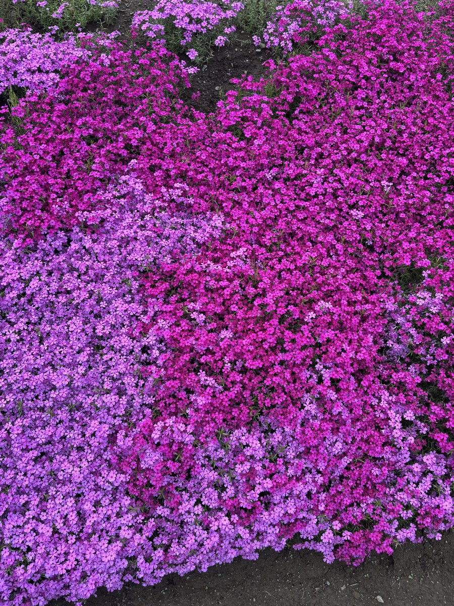 schiss_jp's tweet photo. 俱知安で芝桜観た帰り、二世古酒造で蔵元見学して米焼酎購入。
二世古・羊蹄30度。

まろやかな甘み、ライトボディな感じで飲みやすく美味しい。 https://t.co/K3hk9BlDbl
