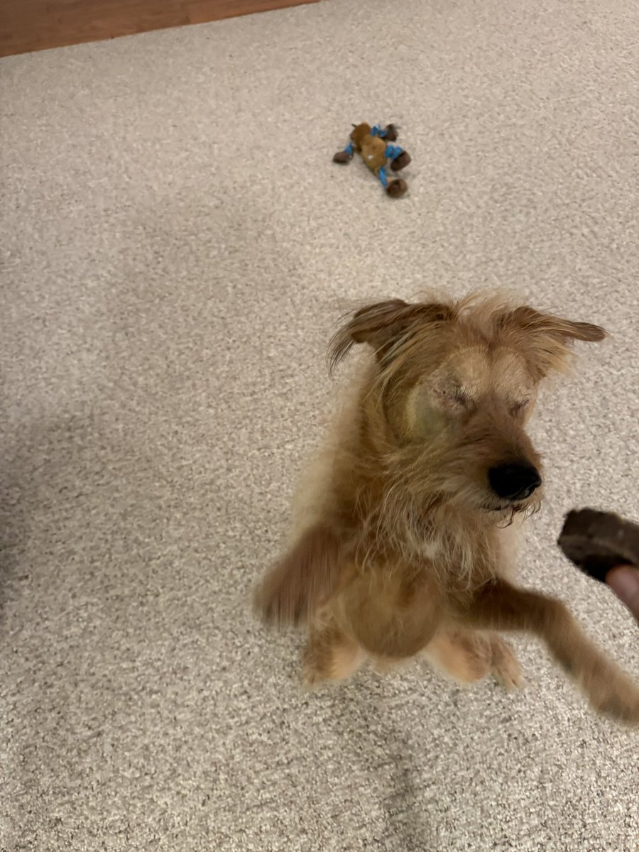 RufustheRedDog's tweet photo. @dog_rates Rufus was also a 2-paw waver in his day. (In that second photo he was about 14 and had recently had his eyes removed) https://t.co/AAfwYCBrbW