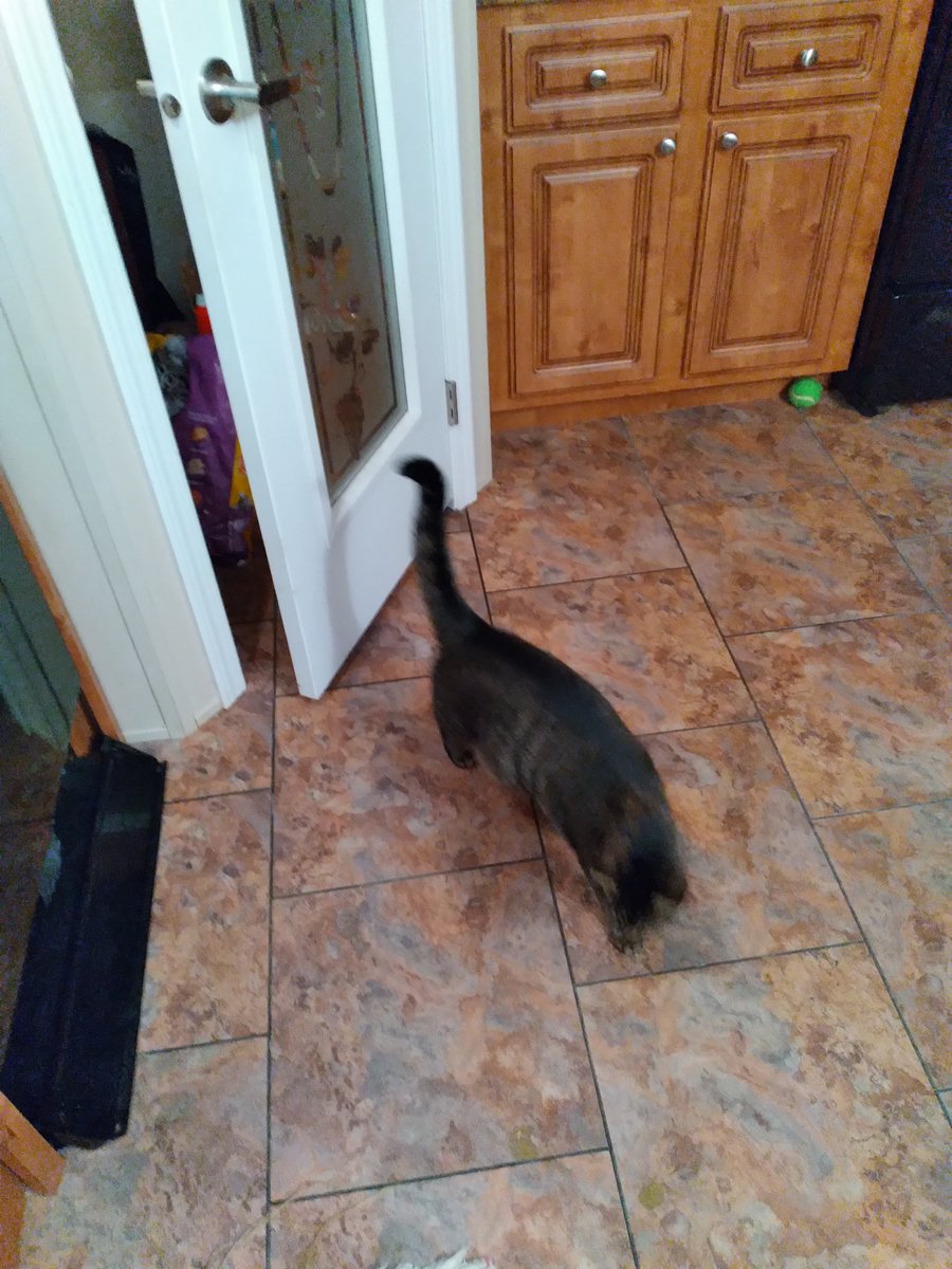 meanassdevilcat's tweet photo. @HarmlessYardDog I know the feeling. I have to deal with him coming over here. https://t.co/VXrG5zerTb
