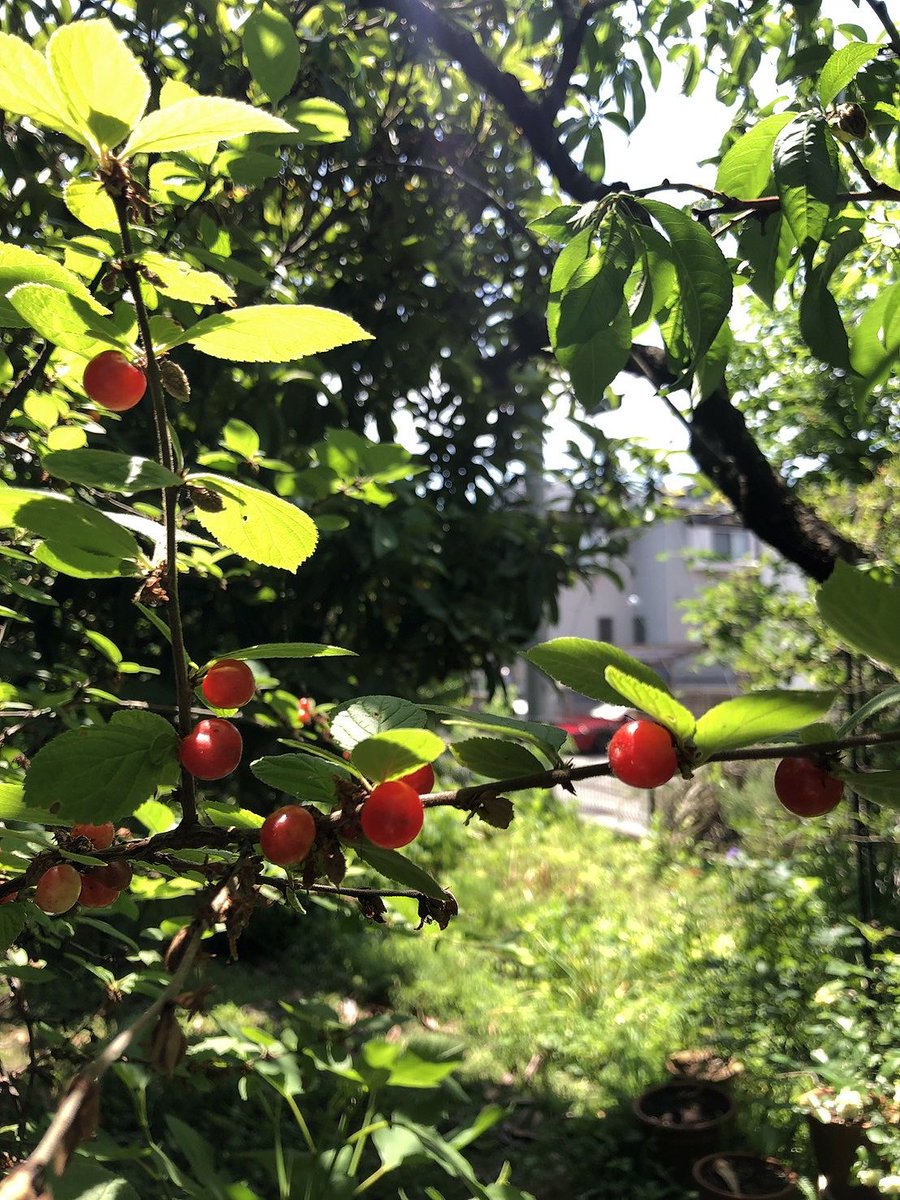 YuSaToYu's tweet photo. 裏年のユスラウメとジューンベリー🍒
お花はブラックベリー😃
ジューンベリーはたいして実ってないのをヒヨドリと、
夜行性の小～中？？動物が登って食べて山ほどフンしてた。熟さないのも食べるから太刀打ち出来ず今年は小ボール1杯だけで、あとは提供,, https://t.co/76KofWIzMz