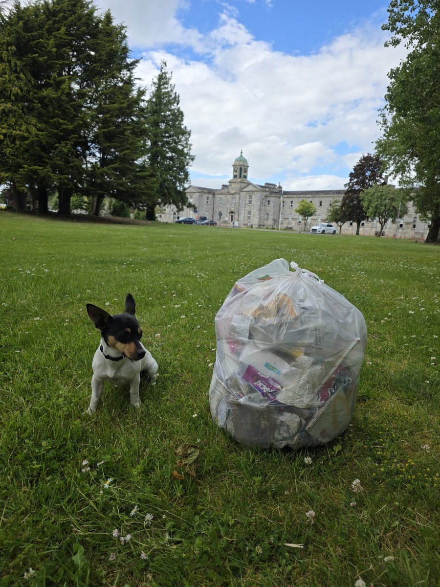 roriain's tweet photo. A good afternoon for strolling around town while picking up #litter with Luna 🐾. Beech nut &amp; ground elder. #lovewhereyoulive #leavenotrace #pawsonplastic https://t.co/uewEFpwhcF