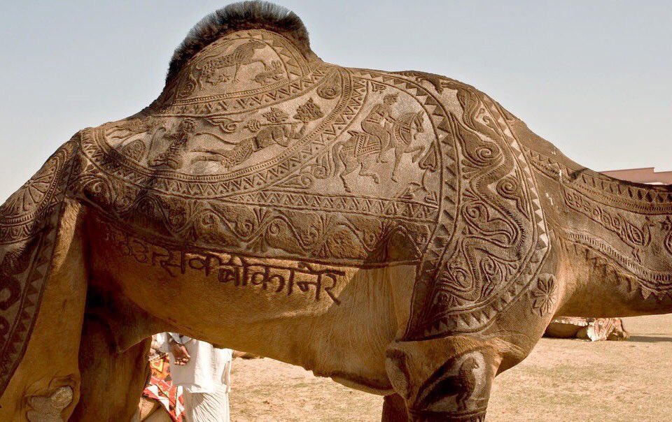 aseelswaid9's tweet photo. The art of camel shaving in Pakistan and India https://t.co/ViNgSqWa9u