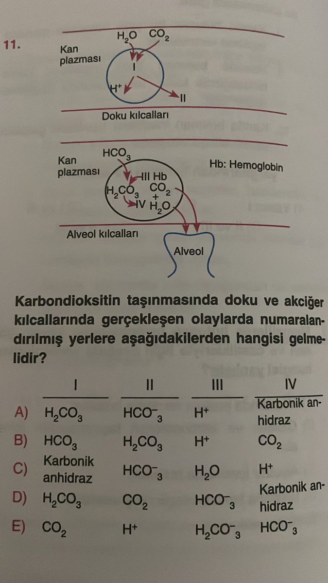 besiktaslıscofield tweet media