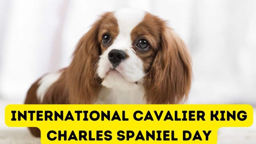 DogTipper's tweet photo. Happy International Cavalier King Charles Spaniel Day! https://t.co/h9Dpe8Nk0M https://t.co/W5ikZoZGBl