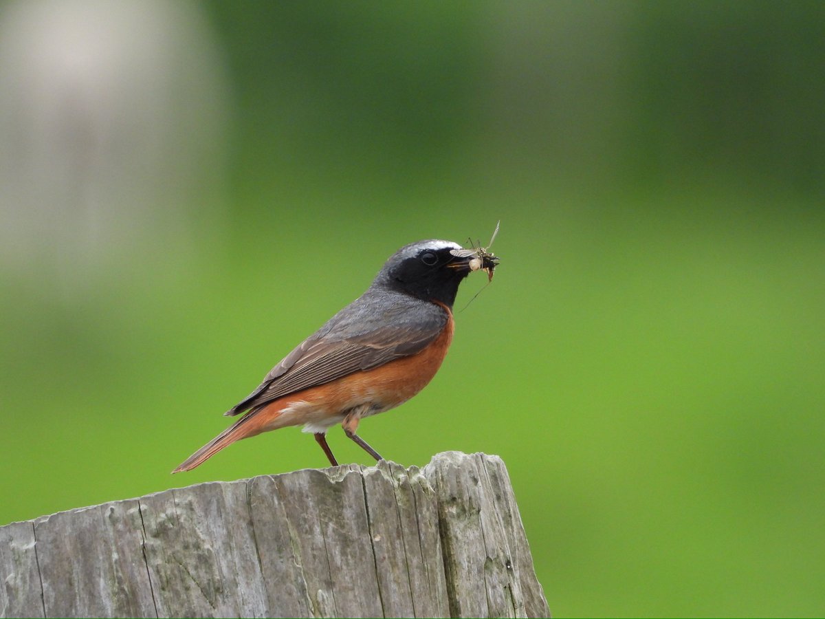 stephenhustwick's tweet photo. Had another look @twitcherspud farmyard Redstarts this afternoon, still getting plenty of feeds 😁😜 absolutely lovely to see @nybirdnews @teesbirds1 https://t.co/GZF2eXU7Wy