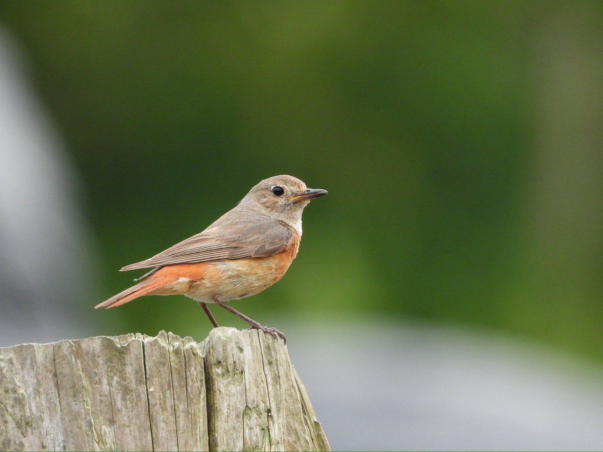 stephenhustwick's tweet photo. Had another look @twitcherspud farmyard Redstarts this afternoon, still getting plenty of feeds 😁😜 absolutely lovely to see @nybirdnews @teesbirds1 https://t.co/GZF2eXU7Wy