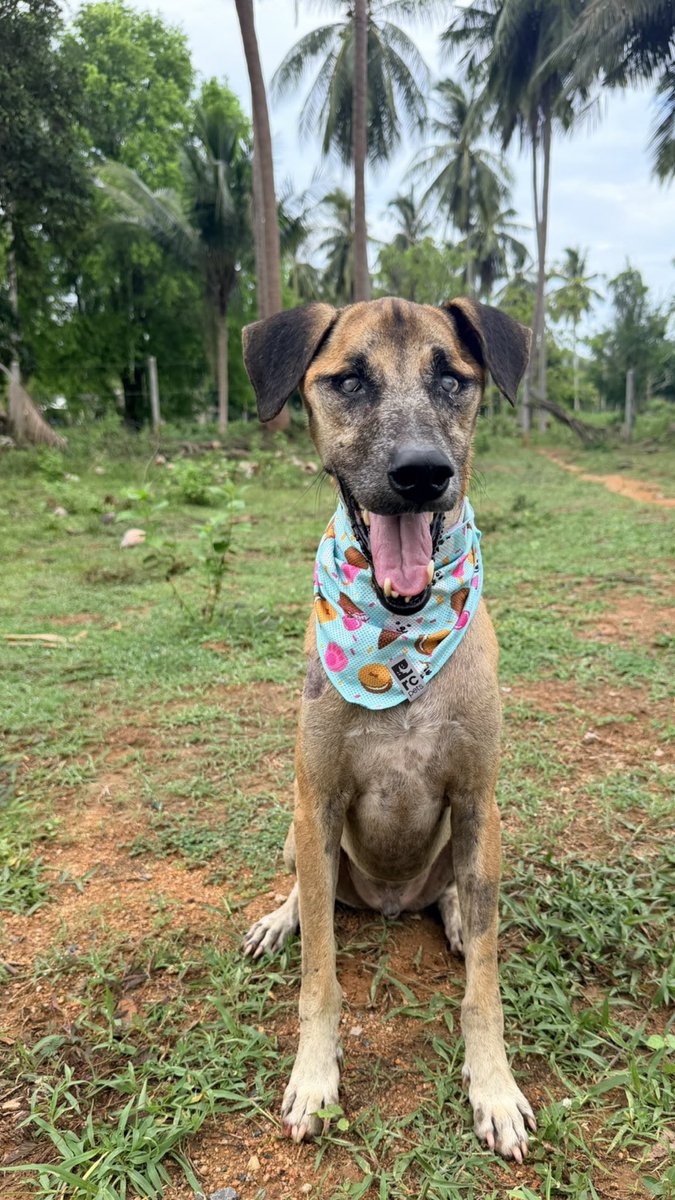 marishayone's tweet photo. Rocky has gone from a malnourished, miserable, mean, blind dog to a happy, well fed, friendly boy with better eye sight. 

Rocky now lives at the Golden Ticket Retirement Village @wearehappydoggo
land with the other senior dogs. 

Rocky gets along with the other dogs and he is enjoying his time with his new fur friends. 🥰
