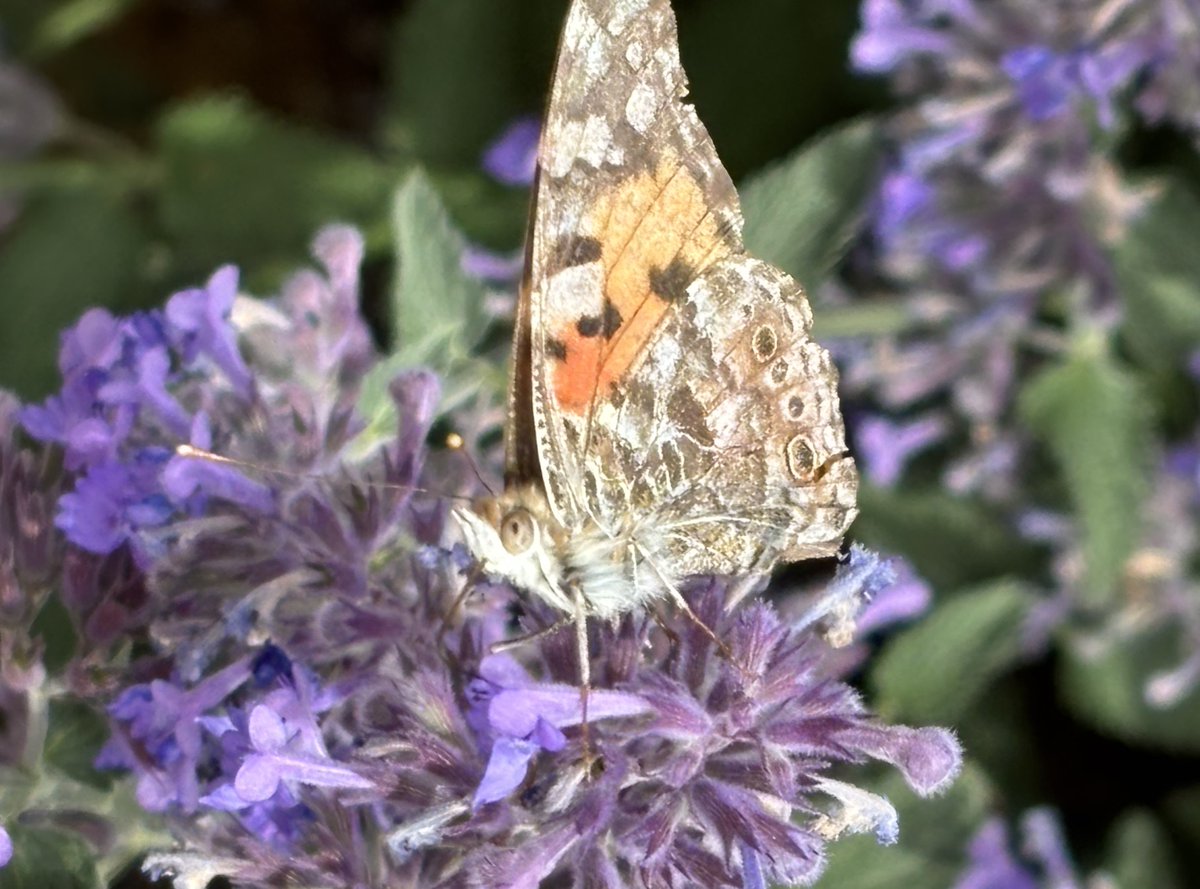 edmondslyn's tweet photo. A Painted Lady butterfly enjoying Nepeta in the Pollinator Garden yesterday at Wandlebury, Cambridgeshire  
#Butterflies @savebutterflies https://t.co/DQ5XydCeOn