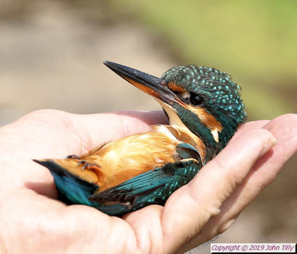 Lactodurum's tweet photo. @mido3bitte Lovely; If you tickle a Kingfishers tummy they will relax-my photo taken whilst with Northants Bird Ringers in 2019. https://t.co/a6oImNLTCn