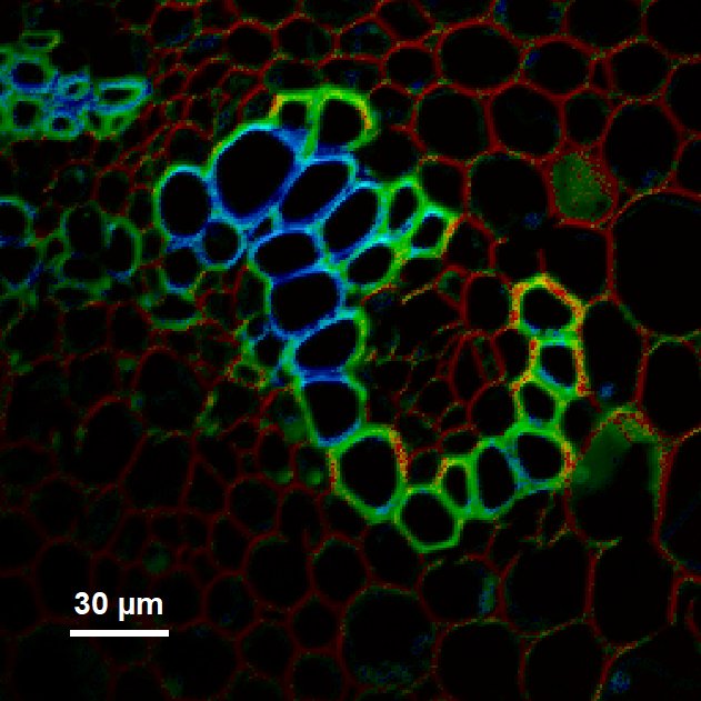 SMSLab_IITJ's tweet photo. A proud milestone for the lab! 🎉
We successfully acquired our FLIM image. A small image with a big milestone. Excited to explore fluorescence lifetimes and cellular dynamics with this powerful technique. It's the custom-made upgrade of our old microscope setup.
#FLIM #Bioimaging https://t.co/vSd1JBaSXB