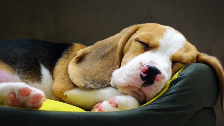 SM_YourRealtor's tweet photo. What’s the Best Bed for Your Dog? https://t.co/Xm5tqyX2Xh https://t.co/eNhFOaztGe