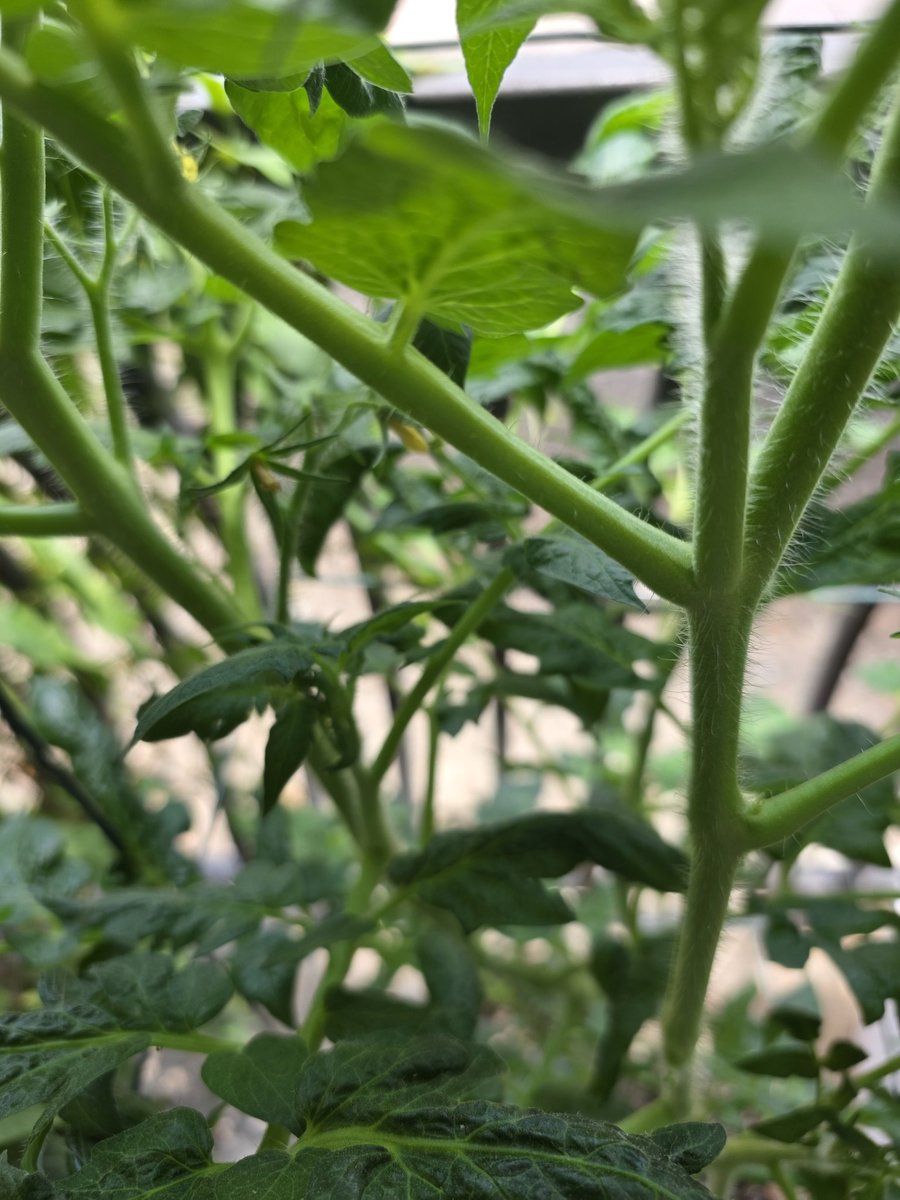 RonSommers's tweet photo. Seems my Carolina Reaper plants are so hybridized they are kind of sterile.  So I am trying to cross it with Habenero and see how the tomatoes turn out all organic. https://t.co/07SGnY1ZFR