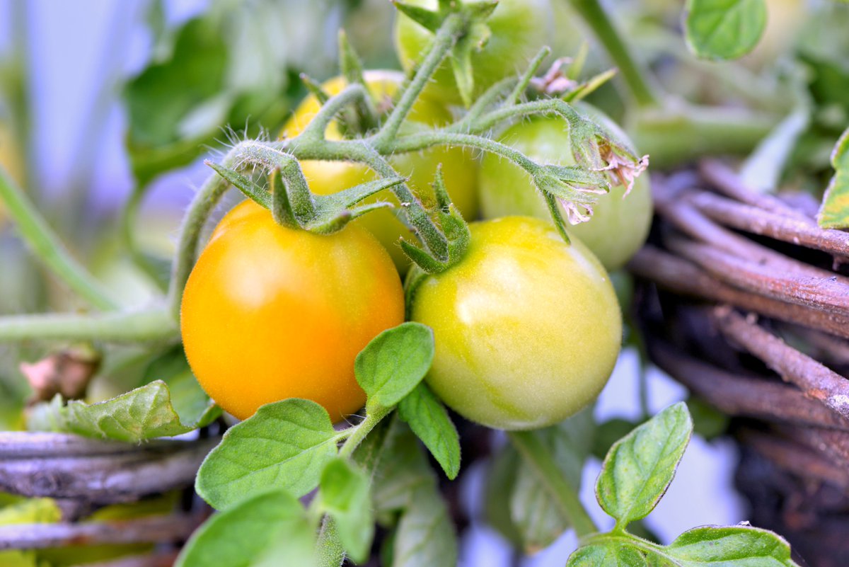 GC_Association's tweet photo. 🍅British Tomato Fortnight! 🍅

Running June 1–14, it’s a fab campaign by the British Tomato Growers’ Association celebrating flavour, freshness &amp; sustainability. GARDENERS - get the best results from your homegrown tomatoes with our simple growing guide: https://t.co/9xItbrolNI https://t.co/Lmvf4lUJKS