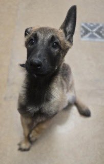 SabaMekaZeus's tweet photo. 🆘 CRITICAL in #California 🐕

FLOPPY is a Beautiful 12 week old #BelgianMalinois Puppy who Urgently needs a HERO to save His young Life from Apple Valley, CA 92308, California 

To ADOPT: 
>Complete online Adoption Form
https://t.co/R0NByBGA6b

>Quote ID: #258420
>ADOPT FLOPPY 🐕
>Drive off into the sunset 🌅 

If you can FOSTER:
>Reply below listing your area to be connected to a RESCUE

For Out-Of-State ADOPTION: 
>Reply listing State to be connected to a RESCUE

To PLEDGE to fund RESCUE: 
>Please state amount you are comfortable with below

Thank you so much 🙏
#AdoptDontShop 
#FosteringSavesLives