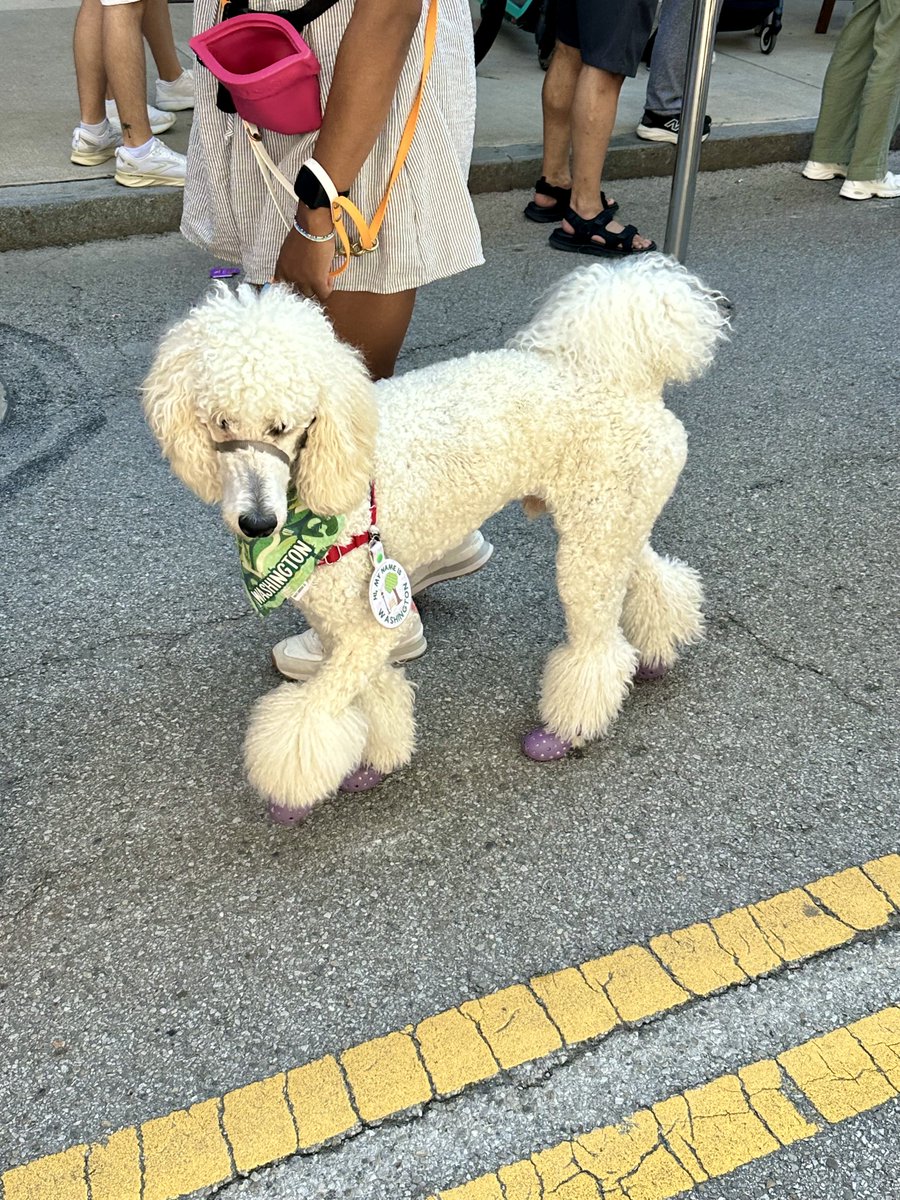 sgParis's tweet photo. This Poodle is too much. 
The shoes!🤷‍♂️ https://t.co/3uU1u11TEf