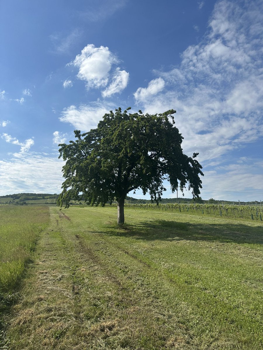 Xanthippe100's tweet photo. Es ist soweit - Kirschenzeit 😋 https://t.co/SJRMkDwlI6