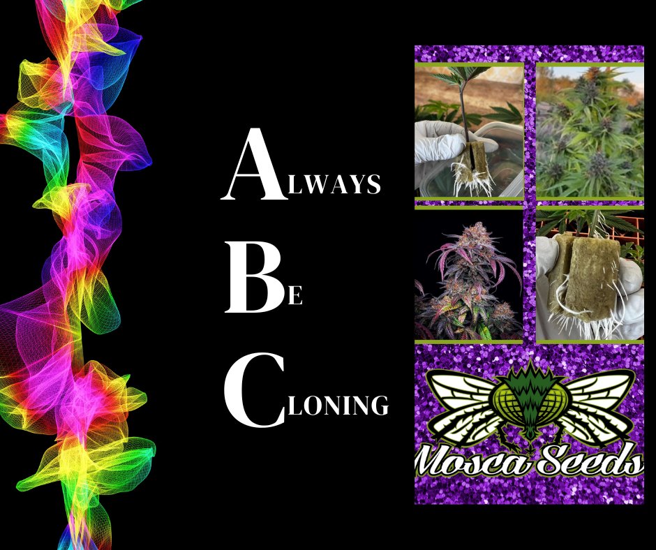 MoscaSeeds's tweet photo. ABC- Always Be Cloning!🌿🌿
https://t.co/Ue1cWF8aR6

#moscaseeds
#growyourown
#howtogrow
#cannabisseeds https://t.co/0x27yasSAF