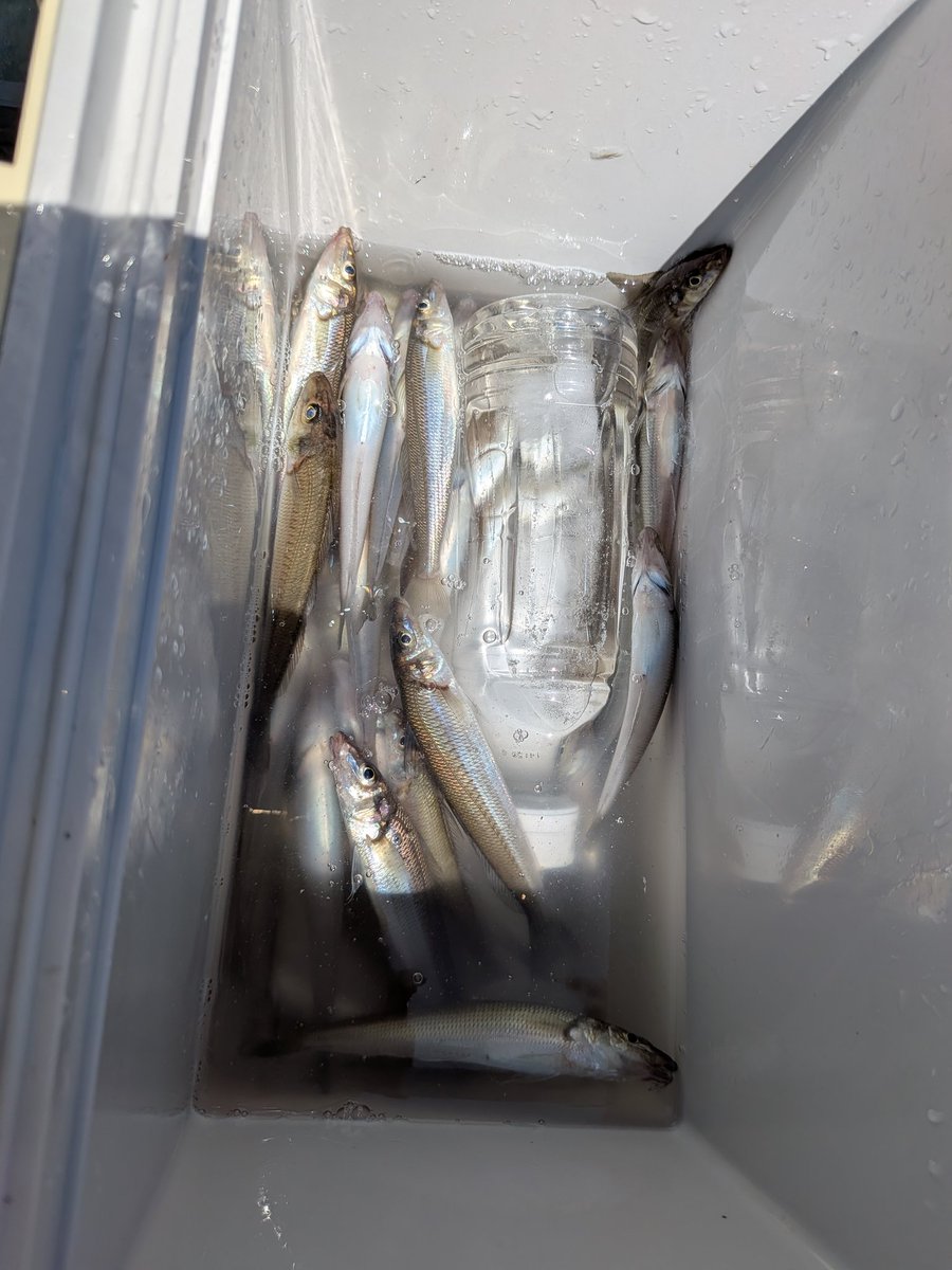 boat_NSS's tweet photo. 5/30(土)  rental  boats 
各艇釣果:鯵、ソコイトヨリ、キス、他、Congratulations！！ 
https://t.co/fWIfEawMem
#釣果   #貸ボート #レンタルボート #沼津セイリングスポット https://t.co/mNMNTSbOaC