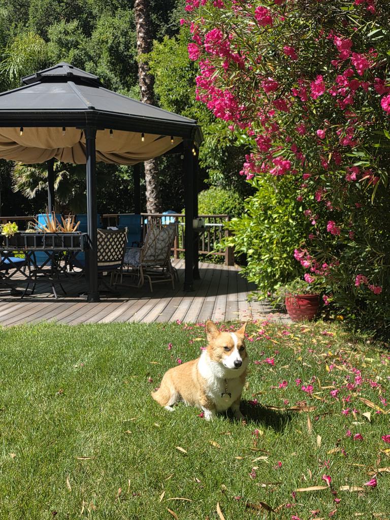 Klenny the Corgi tweet media