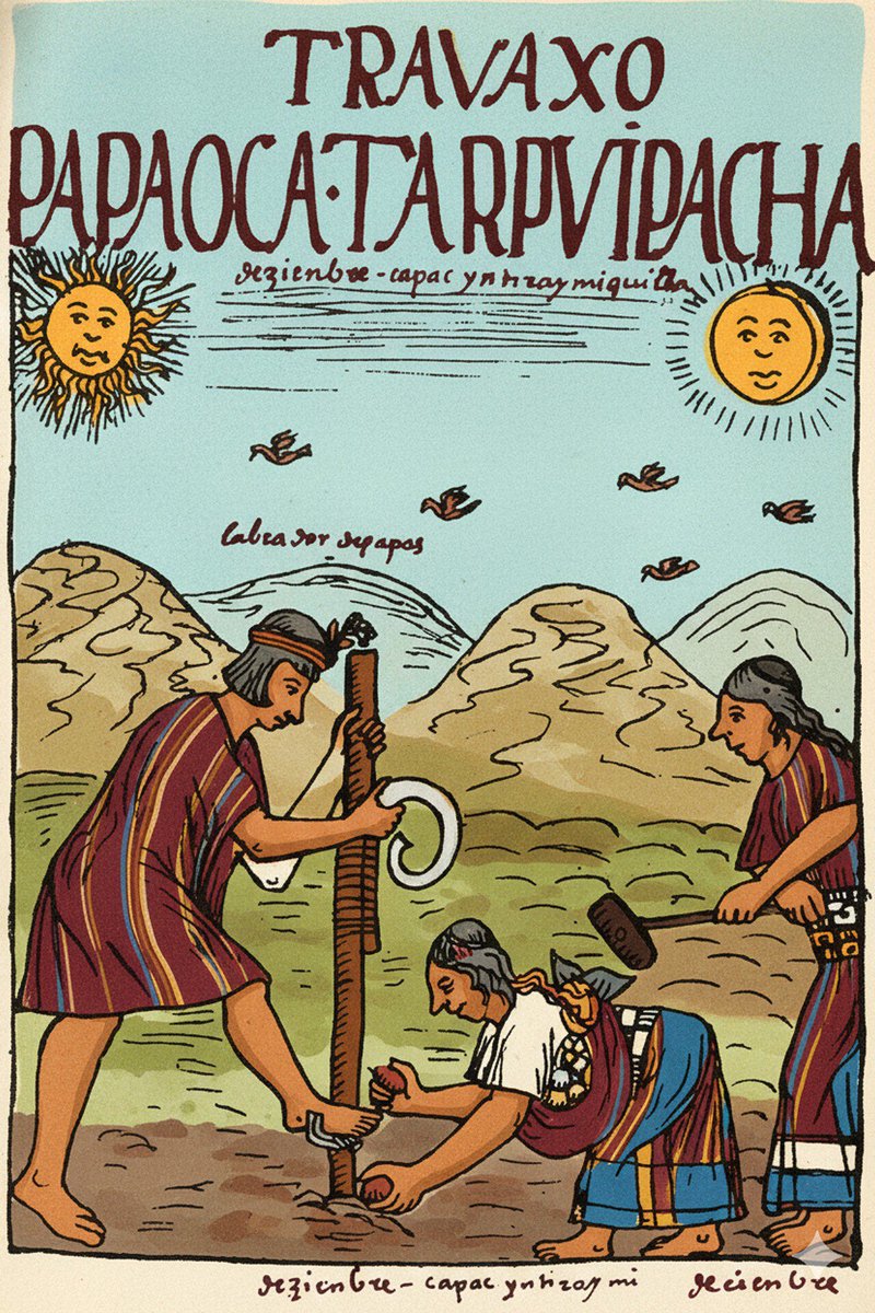 alb_giraldo's tweet photo. La civilización #incaica (ca. 1200–1530 d. C.) heredó el conocimiento de las culturas #andinas anteriores y llevó el potencial agrícola de la #papa (𝙎𝙤𝙡𝙖𝙣𝙪𝙢 𝙩𝙪𝙗𝙚𝙧𝙤𝙨𝙪𝙢) a su máxima expresión. Los #incas valoraban profundamente la diversidad: llegaron a cultivar más de 3000 variedades de distintas texturas, tamaños y colores.
En los laboratorios agrícolas de #Moray, experimentaban en terrazas circulares para desarrollar variedades adaptadas a cada tipo de suelo, exposición solar y nivel de humedad. Esta estrategia era una necesidad práctica ante los desafíos de la agricultura de montaña, donde las condiciones cambian drásticamente con la altitud y la orientación de los valles (la vertiente costera suele ser húmeda y la interior, seca). Así, el cultivo de múltiples variedades con diferentes resistencias aseguraba la producción en microclimas cambiantes.
Además de su utilidad, la apreciación de las formas y colores en los alimentos reflejaba un profundo valor cultural #andino. Visualmente, esto facilitaba la identificación y memoria de las propiedades de cada tubérculo. El éxito de esta diversidad es evidente: existen al menos 2000 variedades de papa andina, y algunos agricultores tradicionales aún cultivan hasta 200 tipos diferentes en un solo campo.
Como maestros de la domesticación, los incas transformaron ocho especies de malezas con tubérculos tóxicos en miles de variedades comestibles. También fueron pioneros en la gestión agrícola: implementaron una rotación de cultivos de siete años para interrumpir el ciclo de vida de seis años de la plaga de nematodos, evitando la devastación de sus tierras.
Para asegurar el suministro alimentario durante todo el año, las papas se almacenaban junto a la coca, la quinua y el maíz en las 𝙦𝙪𝙡𝙡𝙦𝙖𝙨 (depósitos subterráneos). Gracias a este impacto histórico y social, la papa sigue ocupando un lugar central en el folclore y la tradición oral de los pueblos quechua y aymara.
🗺️ Diciembre: TRAVAXO / PAPA OCA TARPVI PACHA. Tiempo de sembrar papas y ocas. Imagen coloreada a partir del dibujo original incluido en “Primer Nueva Corónica y Buen Gobierno” (1615) de Felipe Guamán Poma de Ayala.
El cronista indígena muestra al pueblo quechua usando tacllas y ayachos durante la siembra de papas a principios del verano. Tanto hombres como mujeres trabajan en los campos. La siembra y la cosecha de papas era una tarea para todos, ya que cuantas mas personas contribuyeran, mayor sería la cosecha. Esta práctica se fundamenta en el 𝘼𝙮𝙣𝙞, el concepto de reciprocidad o mutualismo entre personas de las comunidades andinas.