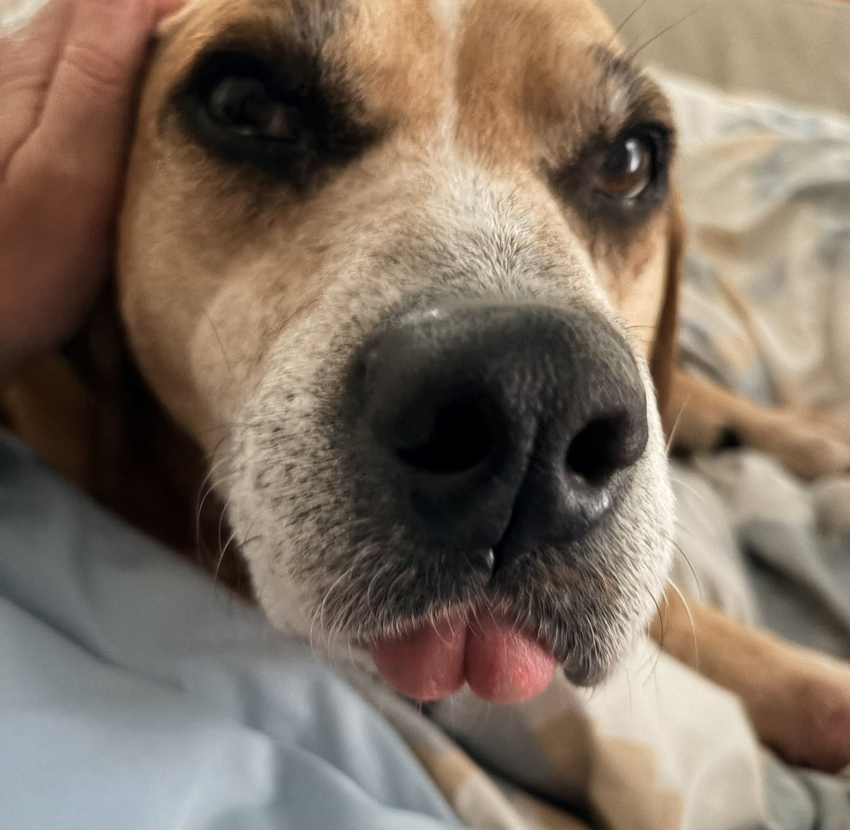 Lola Patolla tweet media