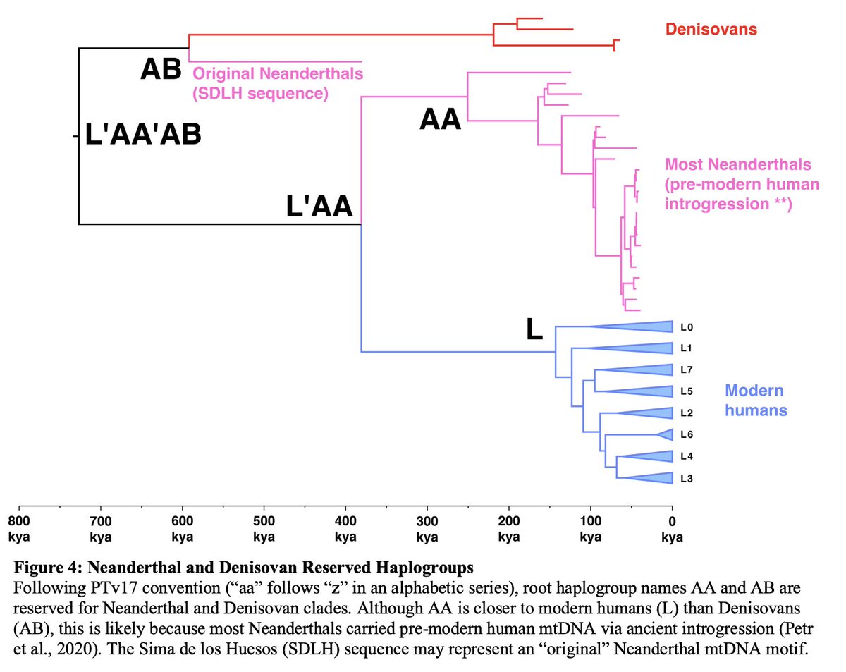 DanTabin's tweet photo. "Mitotree: The Universal Human Mitochondrial Reference Phylogeny"

Read it here: https://t.co/PIrv5hQZK4 https://t.co/GyJuCRNpxX