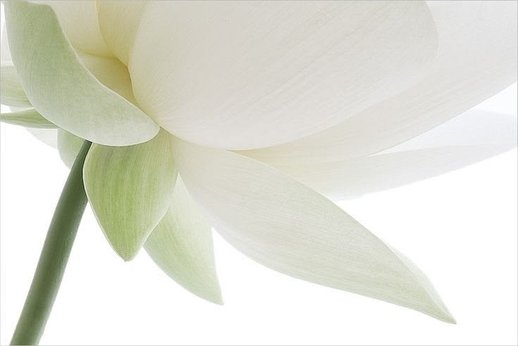 frou frou tweet media