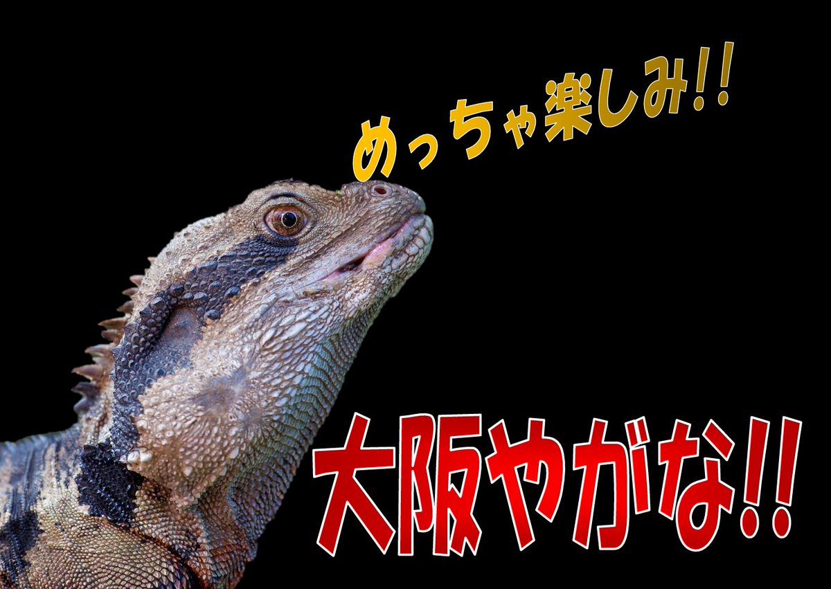 JapanHunterAss's tweet photo. 【🎊ジャングルハンター第44回大阪開催決定🎉】

2026.7/26(日)大阪・つるやホール​​

【HP👇】
https://t.co/Z3f1WyyjaI
【youtube👇】

【主な出展者】
@JapanHunterAss @utautai_penguin @Realize2005_K @exoticanimal_H @hachu_root @reptilesci2026 @KamuyTribe @nonsfarm1 @rororo202309 @safamily19 @kaitori_king @animalareaHARU @R2_Reptiles

#爬虫類 #カメ #ヤモリ #出店募集受付 #爬虫類イベント #JH大阪 #ジャングルハンター #ジャングルハンター大阪 #大阪 #拡散希望