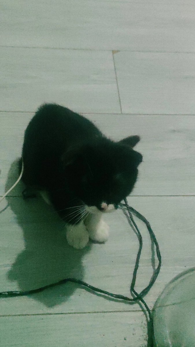 federal00007's tweet photo. Koy Felix reklamına oynasın 🐈 https://t.co/Juixr4L8kX