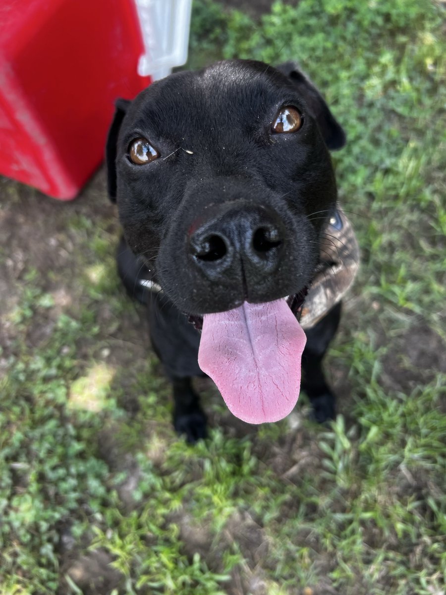 Riflemanscreed2's tweet photo. I have a helper who’s hot 🥵 
It’s 88° right now https://t.co/j0TyRKQ9P3