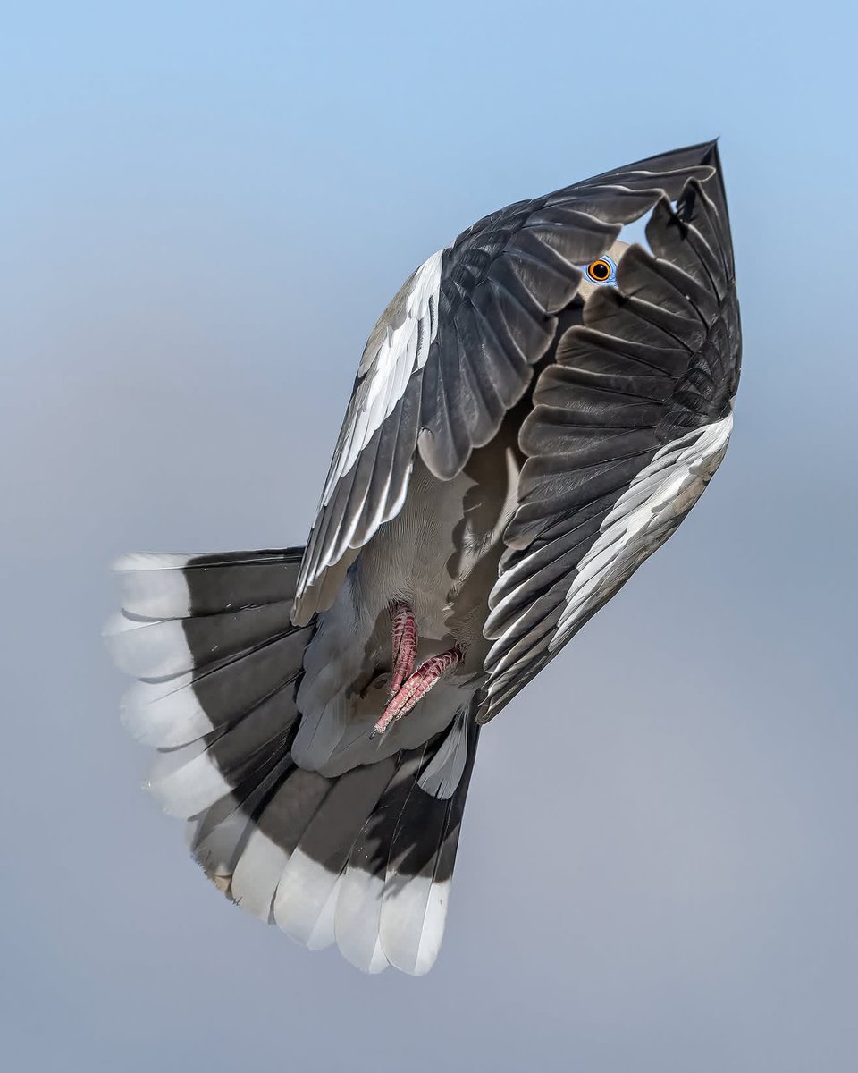 Birds Colour 🕊️ tweet media