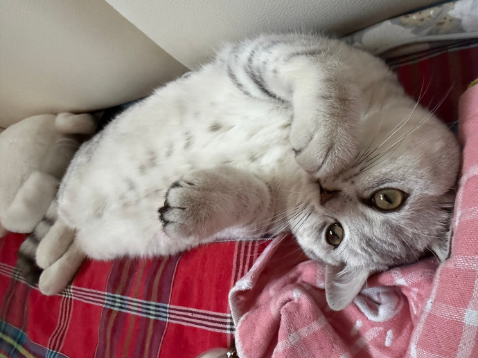 Margot_terlinG's tweet photo. I want to steal my neighbor's cat 🐱  LOL https://t.co/px4HoktWyW