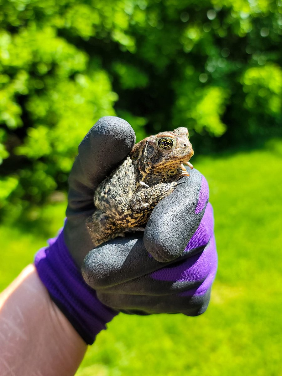 Popixiebabe's tweet photo. nothing i love more than being blessed by coming across a toad 🐸✨ https://t.co/cGRjhjH24r