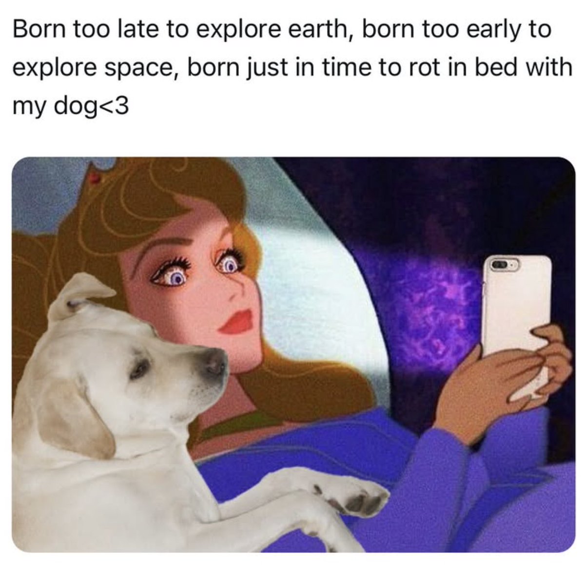 BarkBox tweet media