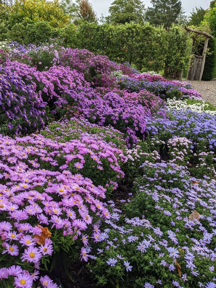 Botanichka's tweet photo. Астра кустарниковая — один из самых декоративных видов астры, который отличается пышным цветением и густой листвой 🌿🪻

#ландшафтный_дизайн https://t.co/gSyY2Y1hpv