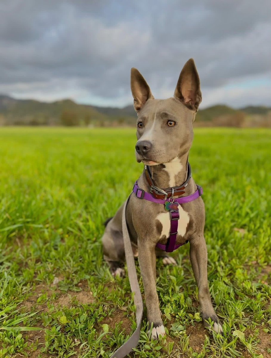 pupgradeapp's tweet photo. we are so excited to have our furtastic new friends Molly, Rooka, and Barnaby join us on the pupgrade app! 🐾🐶
#puplife #pupgraded https://t.co/oyqAJ3UhGd