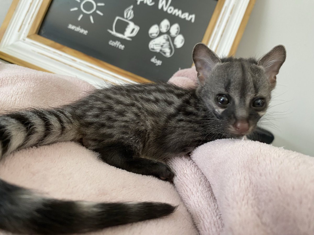 Sweetly_Wild_'s tweet photo. Tiny survivor, big fight ahead
This baby genet came into my care needing a second chance. From warmth and feeds to round the clock monitoring, every step is about getting this little one back where it belongs, wild and free.
#rescue
#animal
#genet https://t.co/EehQs6C0Zu