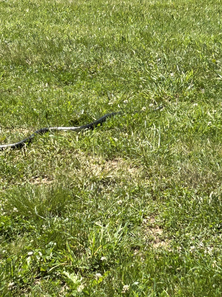 Leaps_T's tweet photo. I learned how to cut hay today and yes I know my rows are crooked. I was told I can straightened them up when I learn to rake tomorrow. And I came across this damn snake while mowing https://t.co/hg1soRUmsV