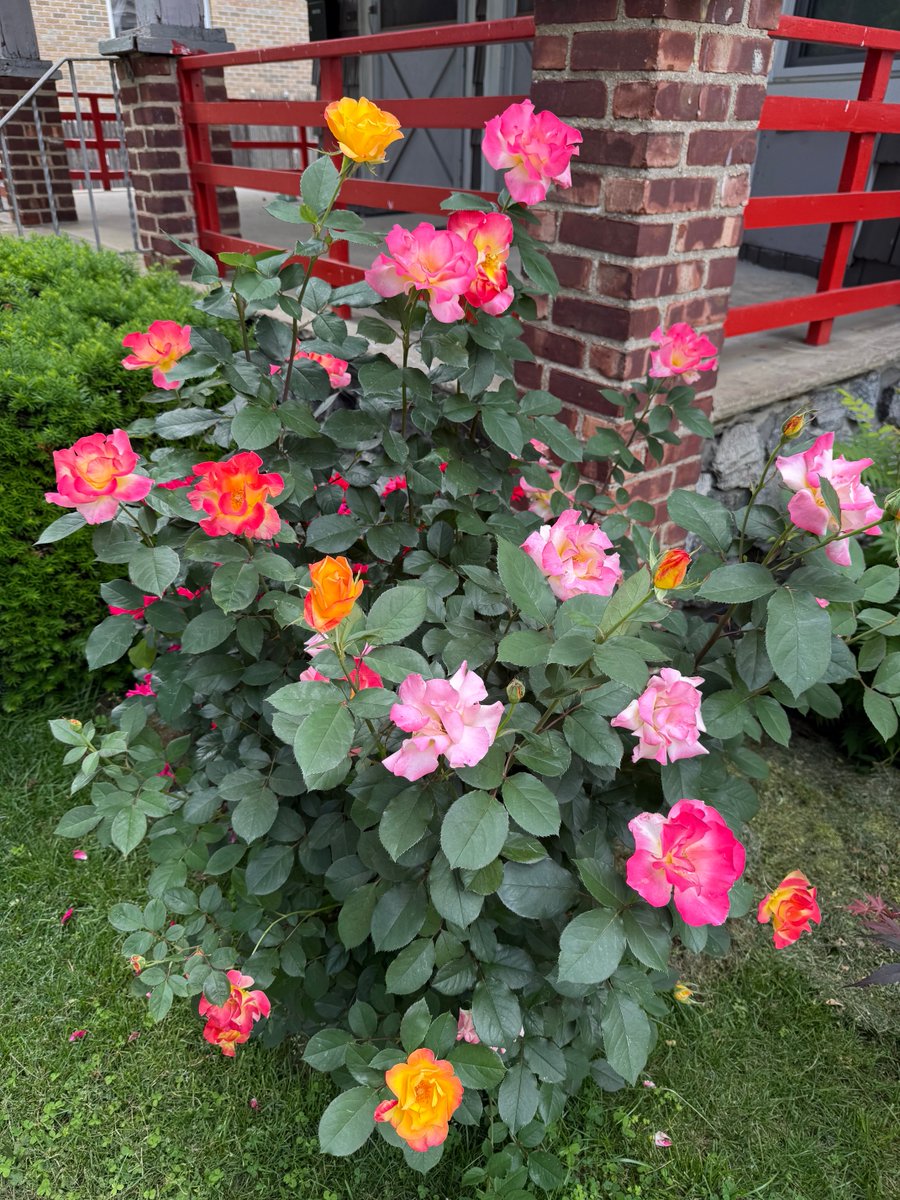 SMedia212's tweet photo. 2nd Year Rose Blooms https://t.co/YSedMcvKLO
