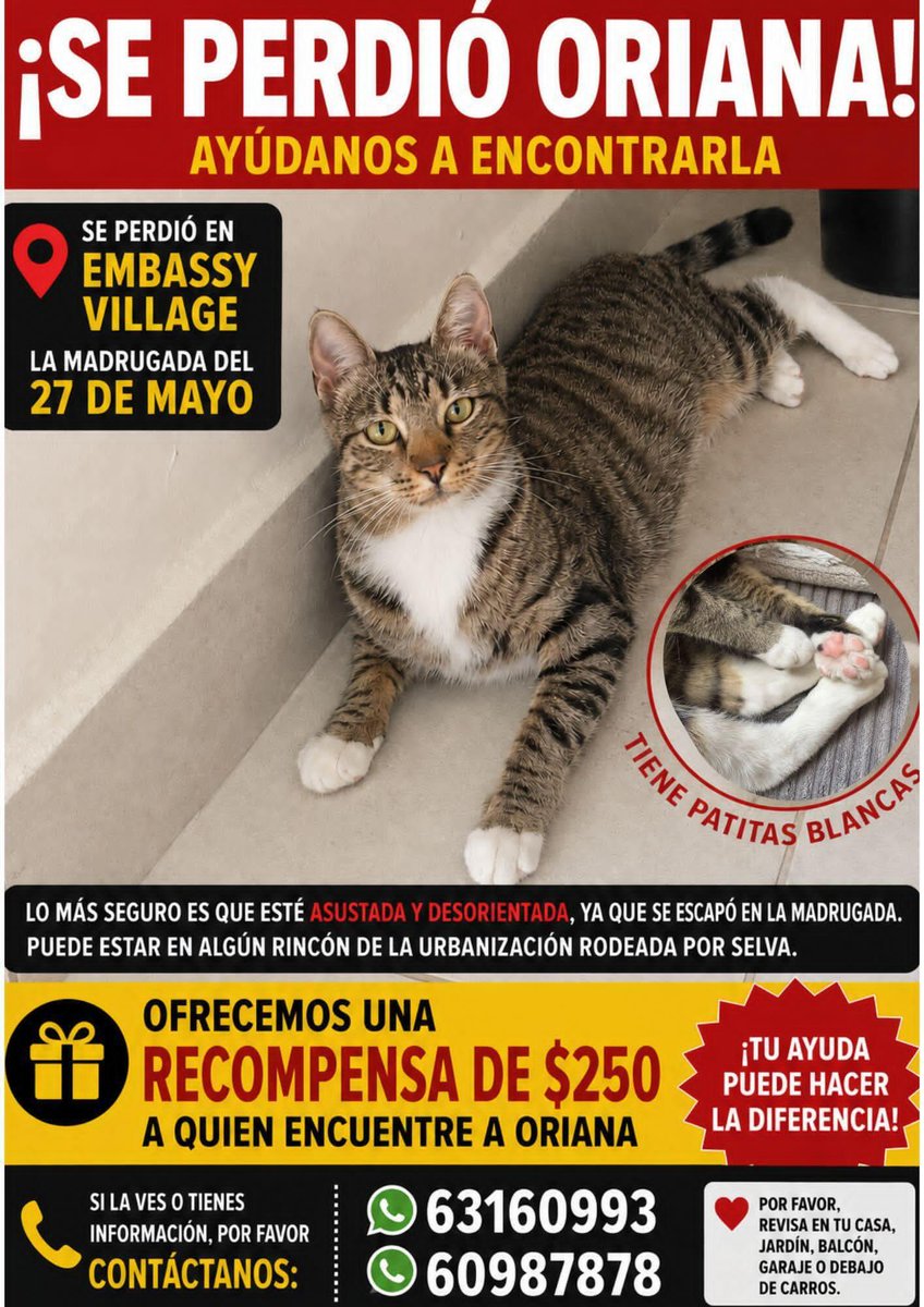 spaypanama's tweet photo. 🚨 Atención Embassy Village 🚨
Y zonas aledañas.

Ayudemos a Oriana a volver a casa. 💜

Por favor atentos 👀 y compartan 🙏🏽 https://t.co/ljfg6AA1eJ