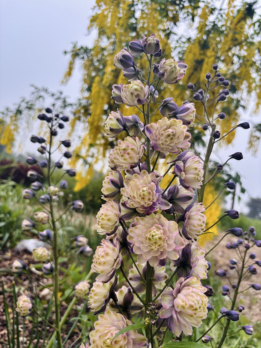 begingarden's tweet photo. Fancy delphiniums #gardening #gardeningx #gardenersworld #inmygarden https://t.co/c2IViYiUlg