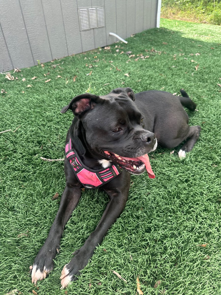 pupgradeapp's tweet photo. our mascot Rhea having some fun in the sun☀️🐾
Pawsitively committed to rolling out the best day ever. 🌿🐶
#puplife #pupgraded #dogs https://t.co/8j3ouaZxPv