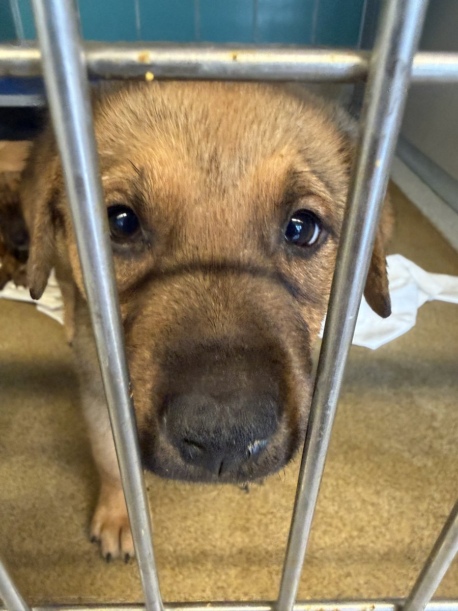 SpursReporter's tweet photo. Fitting that in a series where Mitch Johnson called his team "attack dogs" and Air Corgi has flawlessly predicted every single win, I just stumbled upon a group of real Spurs pups at @sapetsalive looking for a home.

It's a sign! 

Let's find these little guys a #PorVida home. https://t.co/ZKoOoj8UGD