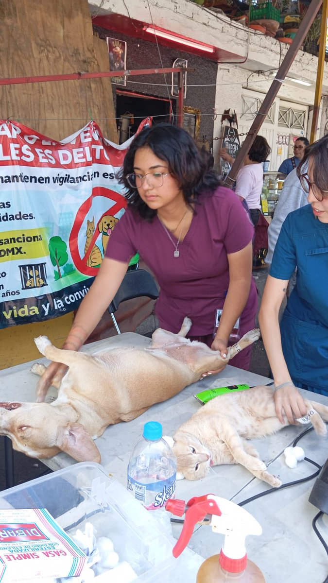 AgatanCdmx's tweet photo. La CDMX animalista la hacemos en equipo: rescatistas + ciudadanos + gobierno 

Hoy Jornada de esterilización en #Azcapotzalco con Murcy’sCofee y Alejandra integrante de la red de rescatistas independientes AGATAN 🐶🐶🐱🐱 @GobCDMX @ClaraBrugadaM https://t.co/rfJoC4K1Er