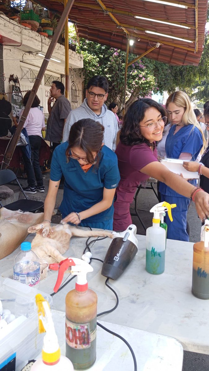 AgatanCdmx's tweet photo. La CDMX animalista la hacemos en equipo: rescatistas + ciudadanos + gobierno 

Hoy Jornada de esterilización en #Azcapotzalco con Murcy’sCofee y Alejandra integrante de la red de rescatistas independientes AGATAN 🐶🐶🐱🐱 @GobCDMX @ClaraBrugadaM https://t.co/rfJoC4K1Er