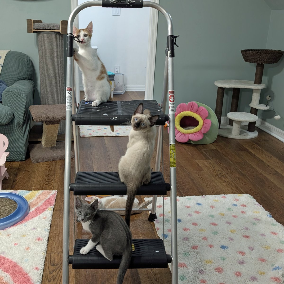 RobynAnderson's tweet photo. I took the ladder into the kitten room to hang a suncatcher in the window, and my assistants were IMMEDIATELY ready to assist. They are so very helpful, I don't know how on earth I'd ever get anything done without their help. https://t.co/fojpMrr7Gr